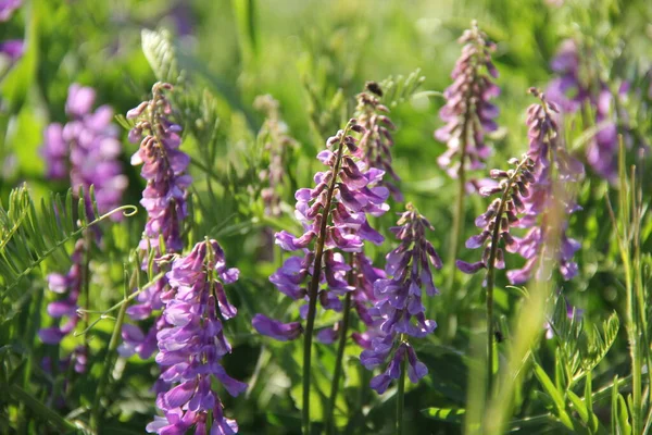 Güzel mor çiçekler tarlada
