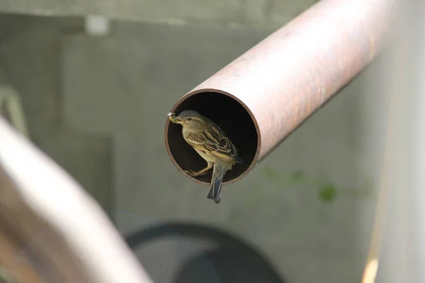 Tüpte küçük bir kuş