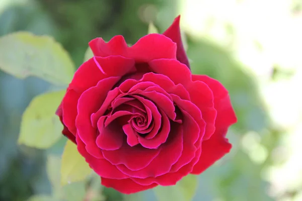 Narin kadife kırmızı gül