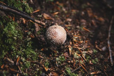 Orman yatağında, yerdeki dalların arasında büyüyen küçük bir mantar..