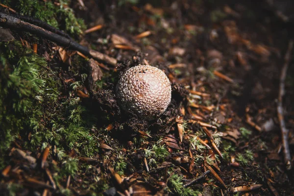 Orman yatağında, yerdeki dalların arasında büyüyen küçük bir mantar..