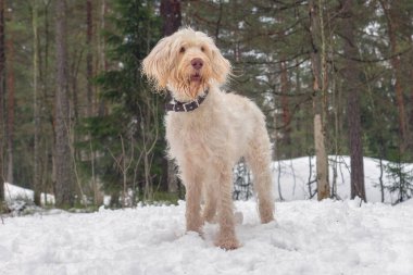 Beyaz ve turuncu roan, spinon italiano cinsinden genç tel saçlı köpek Finlandiya, Avrupa 'da bir kış ormanında karlı bir kış geçmişinde poz verir.