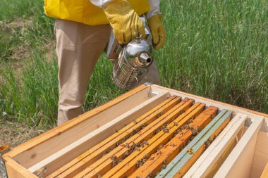 Sarı koruyucu iş kıyafetleri içindeki genç bir arı yetiştiricisi sıcak bir günde İtalya 'nın Trentino kentindeki yeşil bir çayırda etobur bal arılarını sakinleştirmek için kovan üzerinde sigara içiyor.
