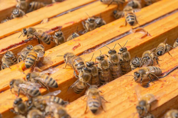 Großaufnahme Gutherziger Arbeitsbienen Auf Der Oberseite Von Hölzernen Wabenrahmen Bienenstock — Stockfoto