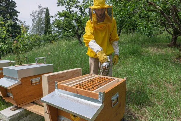 在意大利特伦蒂诺一个温暖的阳光明媚的日子里 身穿黄色防护工作的年轻养蜂人在蜂箱身上放了一个烟雾弹 使蜂箱中的食肉动物蜂群安静下来 — 图库照片