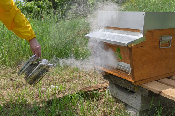 黄色の保護作業服の若い養蜂家は 暖かい晴れた日にイタリアのトレンティーノの緑の牧草地で小さなプライベートアピールでCarniolanミツバチを落ち着かせるために巣の上に喫煙者を使用しています — ストック写真