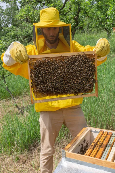 黄色の保護作業服の若い養蜂家は 暖かい晴れた日にイタリアのトレンティーノの緑の牧草地で小さなプライベートアピールでCarniolanミツバチと巣からハニカムフレームを検査します — ストック写真