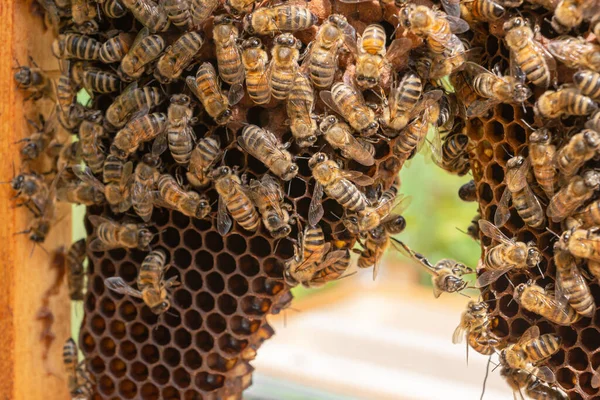 Festooning Carniolan Worker Honey Bees Produce Wax Repair Honeycomb Seen — Stock Photo, Image