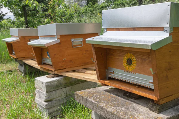 Three decorated with flowers wooden beehives visited by a beekeeper. Carniolan honey bee colonies in a small private apiary on a green meadow in Trentino, Italy. — Stock Image Three Decorated Flowers Wooden Beehives Visited Beekeeper Carniolan Honey Bee Royalty Free Stock Images