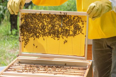 Yakın plan dron hücreleri ve çalışan arılar bal peteğine bakıyor, altıgen hücrelerde yavrular yetiştiriyor. İtalya 'da güneşli bir günde arı kovanında görülen etobur bal arıları.