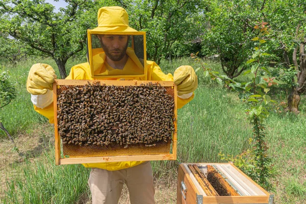 黄色の保護作業服の若い養蜂家は 暖かい晴れた日にイタリアのトレンティーノの緑の牧草地で小さなプライベートアピールでCarniolanミツバチと巣からハニカムフレームを検査します — ストック写真