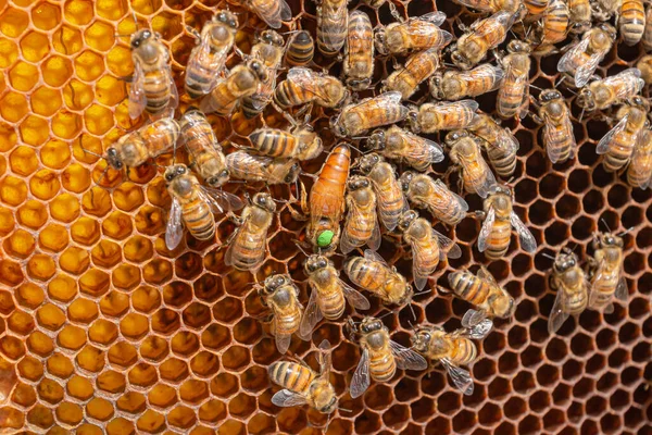 Drohnenzellen Aus Nächster Nähe Und Arbeitsbienen Die Sich Die Waben — Stockfoto