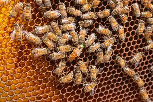 Inspection of a honeycomb frame from a beehive with Carniolan honey bees in a small apiary in Trentino, Italy on a warm sunny day. Close-up of a queen bee surrounded by worker bees on hexagonal cells.