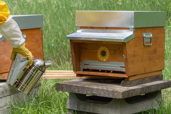 Detailní Záběr Dronů Buňky Pracovní Včely Pečující Plástve Medonosné Výchova — Stock fotografie