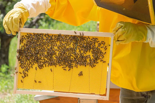 Células Drones Primer Plano Abejas Que Trabajan Cuidando Panal Criando —  Fotos de Stock