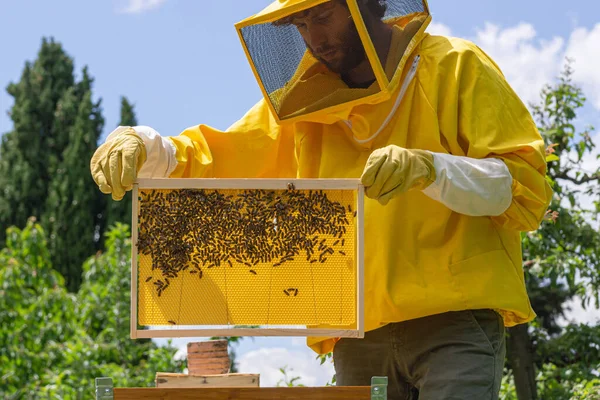 黄色のワークウェアの養蜂家は 蜂蜜と花粉の貯蔵または採血のための細胞を構築するために カルニオランミツバチコロニーのワックス財団と新しいハニカムフレームを追加します イタリアで晴れた日に見られる — ストック写真