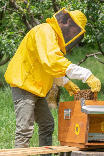 노란색 작업복을 양봉가는 벌집을 수있는 기초가 새로운 벌집틀을 추가하여 저장하거나 — 스톡 사진