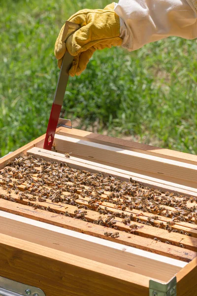 Primer Plano Equipo Abejas Obreras Que Construyen Células Forma Hexagonal —  Fotos de Stock