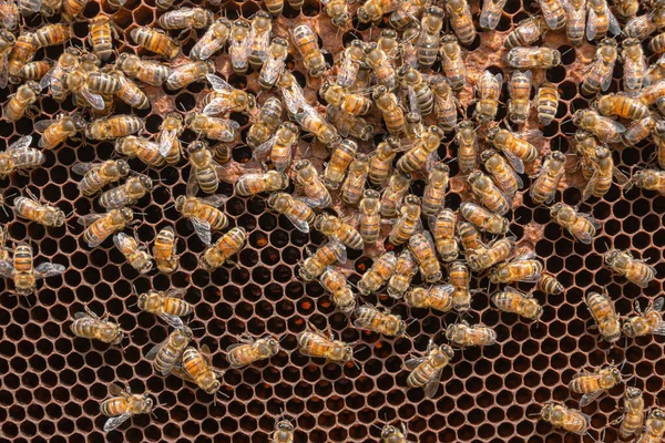 Close-up drones cells and working bees taking care of the honeycomb, rearing young brood in hexagonal cells. Carniolan honey bees seen in an apiary on a warm sunny day in Italy. — Stock Image Close Drones Cells Working Bees Taking Care Honeycomb Rearing Young Stock Image