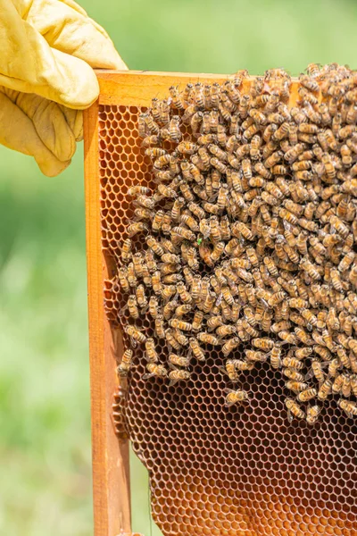 Inspection of a honeycomb frame from a beehive with Carniolan honey bees in a small apiary in Trentino, Italy on a warm sunny day. Close-up of a queen bee surrounded by worker bees on hexagonal cells. — Stock Image Inspection Honeycomb Frame Beehive Carniolan Honey Bees Small Apiary Trentino Stock Image