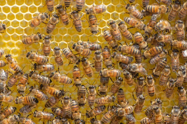 Nahaufnahme Eines Teams Von Arbeitsbienen Die Sechseckige Zellen Auf Einem — Stockfoto