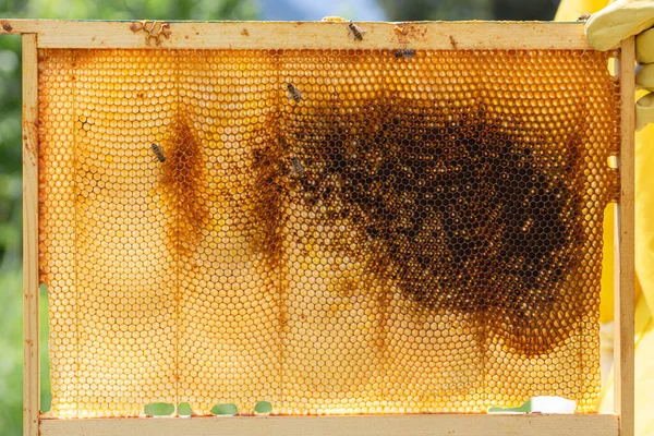 Nahaufnahme Eines Leeren Wabenrahmens Aus Einem Bienenkorb Der Von Den — Stockfoto