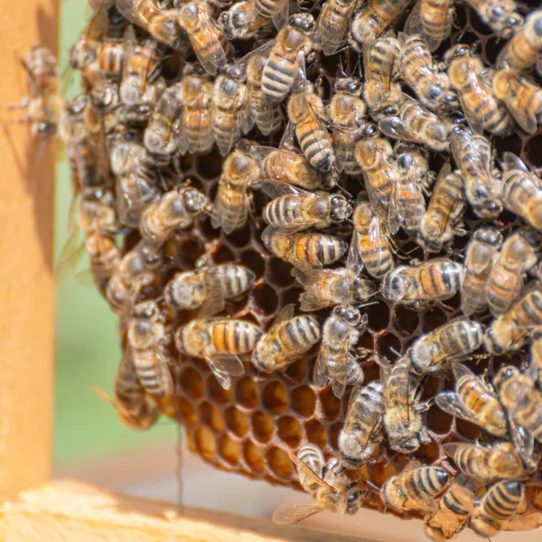 Nahaufnahme Von Arbeitsbienen Die Sich Die Wabe Kümmern Junge Brut — Stockfoto