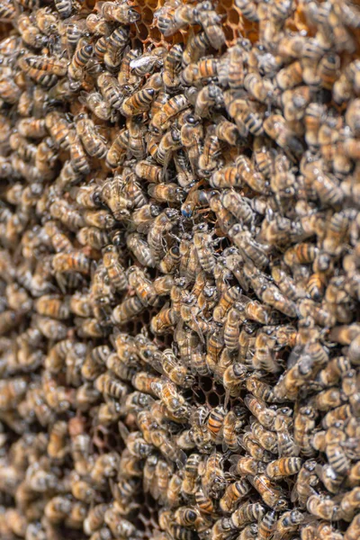 Nahaufnahme Von Arbeitsbienen Die Sich Die Bienenkönigin Kümmern Junge Brut — Stockfoto