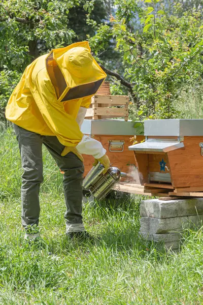 A young beekeeper in yellow protective workwear uses a smoker over the hive body to calm the Carniolan honey bees in a small private apiary on a green meadow in Trentino, Italy on a warm sunny day. — Stock Image Young Beekeeper Yellow Protective Workwear Uses Smoker Hive Body Calm Stock Picture