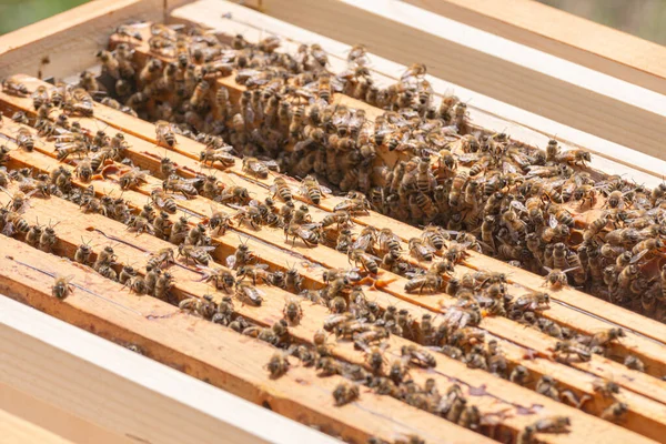 Primer Plano Las Bondadosas Abejas Obreras Parte Superior Los Marcos —  Fotos de Stock