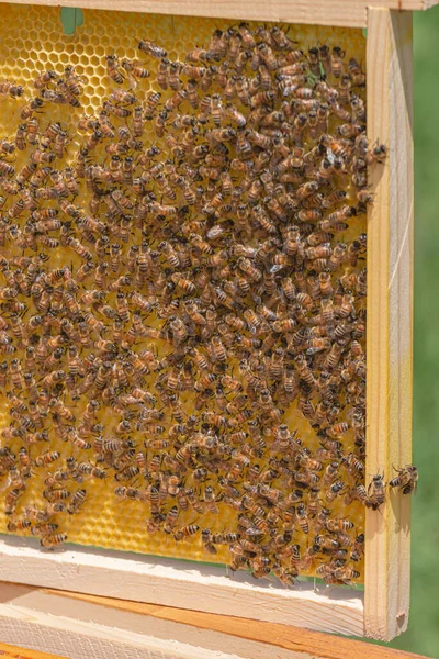 Close Team Worker Bees Building Hexagonal Shaped Cells Newly Added — Stock Photo, Image