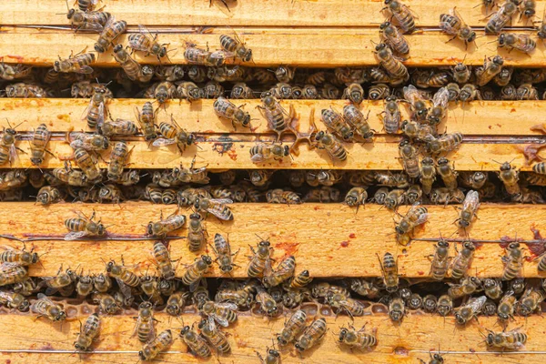 Großaufnahme Gutherziger Arbeitsbienen Auf Der Oberseite Von Holzrahmen Der Brutkammer — Stockfoto