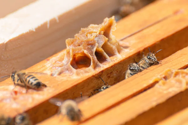 Burr Hřeben Postavený Dělníky Včely Vrcholu Dřevěného Rámu Úlu Plodové — Stock fotografie