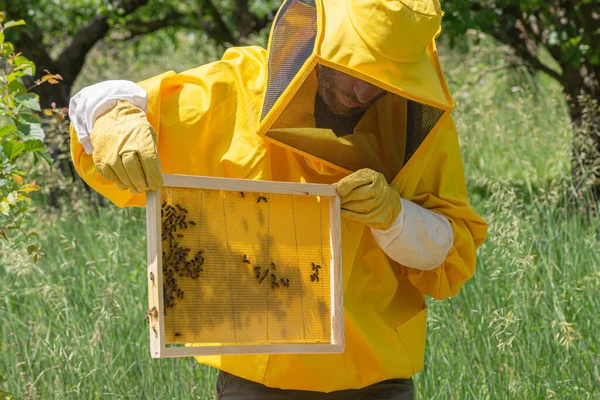 黄色の作業服の養蜂家は イタリアの晴れた日にCarniolanミツバチコロニーの健康と強さを評価するために新しく追加されたハニカムフレーム上の細胞建物の進行状況をチェックします — ストック写真
