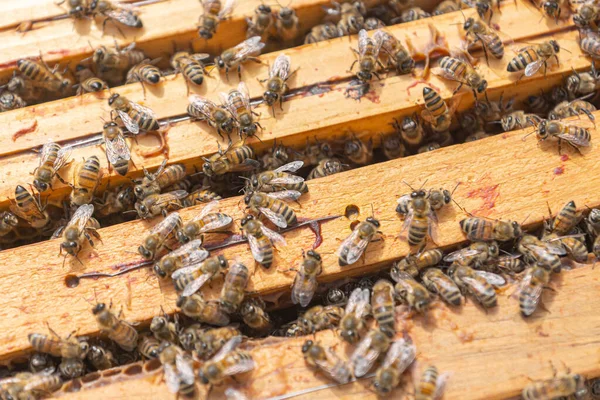 Großaufnahme Gutherziger Arbeitsbienen Auf Der Oberseite Von Holzrahmen Der Brutkammer — Stockfoto