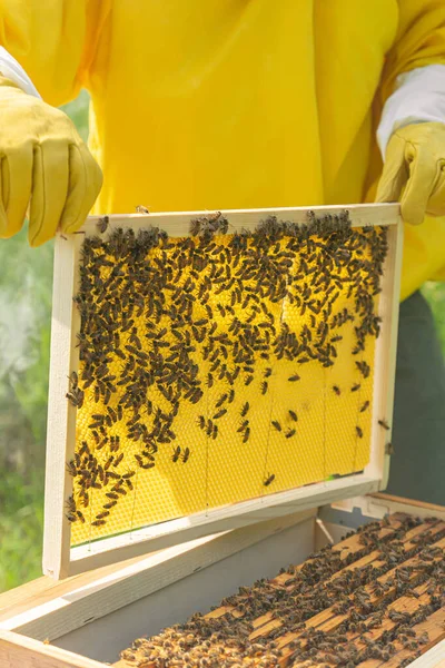 養蜂家は 新鮮なワックス財団と木製のフレームを保持しています 六角形のセルを構築忙しい労働者の蜂のチーム イタリアのトレンティーノでの養蜂場の血液室の評価 — ストック写真