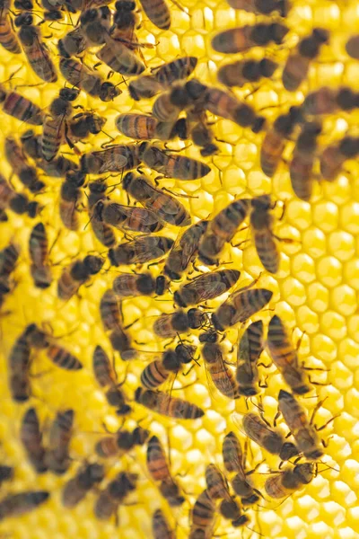 Nahaufnahme Eines Teams Von Arbeitsbienen Die Sechseckige Zellen Auf Einem — Stockfoto