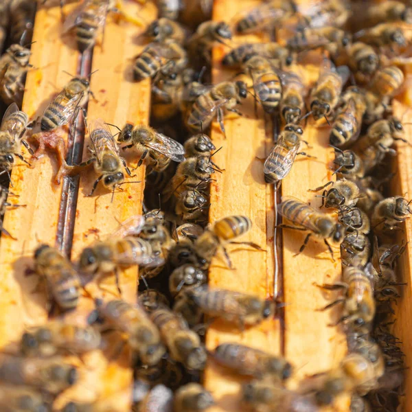 Großaufnahme Gutherziger Arbeitsbienen Auf Der Oberseite Von Holzrahmen Der Brutkammer — Stockfoto