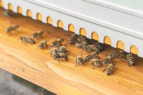 蜂の巣の入り口には 種類の豊富な作業蜂のクローズアップ イタリアのトレントにある小さな桃園のミツバチとの巣の検査暖かい晴れた日に — ストック写真