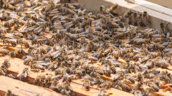 Close-up of kind-natured worker bees on the top of wooden frames in the beehives brood chamber. Inspection of a hive with Carniolan honey bees in a small apiary in Trento, Italy on a warm sunny day — Stock Image Close Kind Natured Worker Bees Top Wooden Frames Beehives Brood Royalty Free Stock Photos