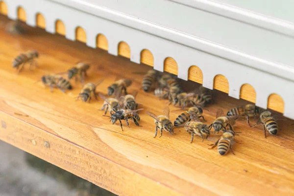 Close-up of kind-natured working bees at the entrance of a beehive. Inspection of a hive with Carniolan honey bees in a small apiary in Trento, Italy on a warm sunny day. — Stock Image Close Kind Natured Working Bees Entrance Beehive Inspection Hive Carniolan Stock Image