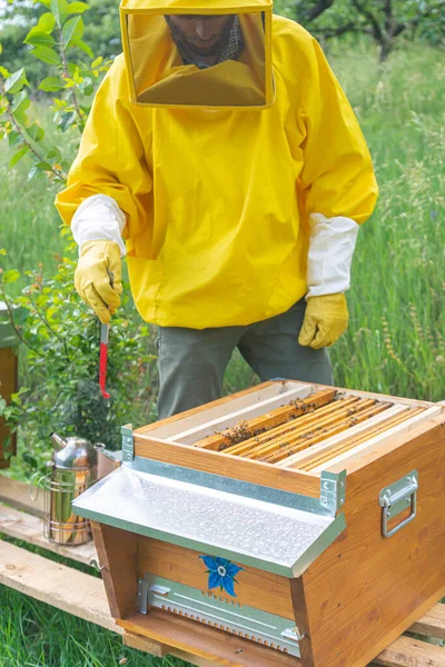 养蜂人用一个框架提升机从一个木制蜂箱中取出蜂窝进行检查 意大利特伦蒂诺 在一个温暖的阳光明媚的日子里 在一个绿色草地上的一个小的私人养蜂场里 有一只Carniolan蜂蜜蜜蜂 — 图库照片