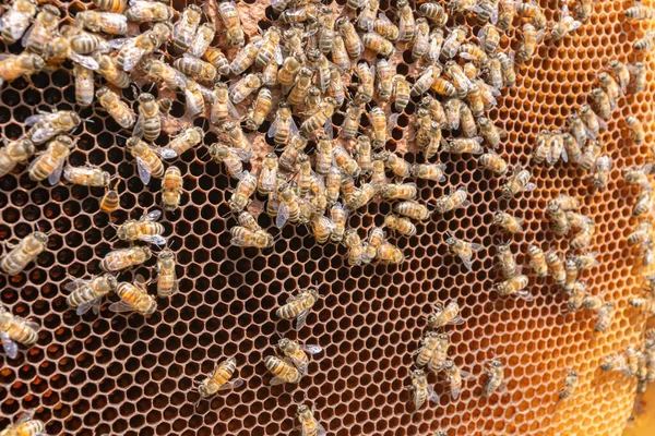 Sechseckiges Muster Eines Kamms Verschiedenen Orangetönen Wachszellen Die Von Arbeiterbienen — Stockfoto