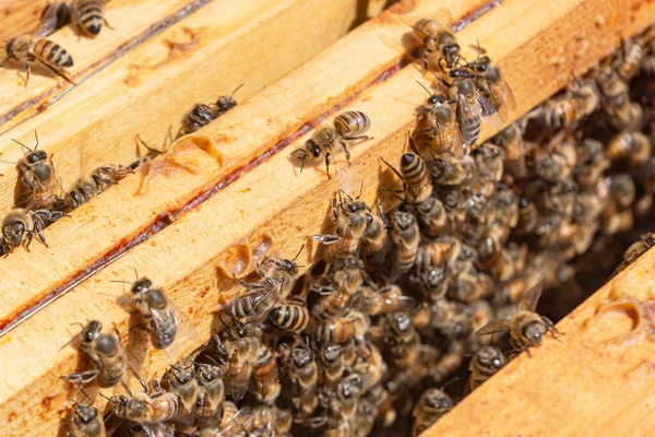 Großaufnahme Gutherziger Arbeitsbienen Auf Der Oberseite Von Holzrahmen Der Brutkammer — Stockfoto