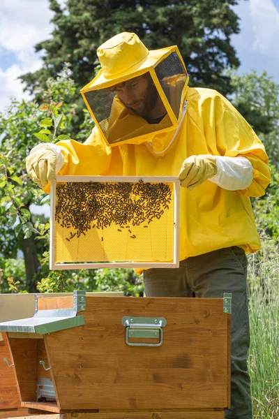 黄色のワークウェアの養蜂家は イタリアの晴れた日にCarniolanミツバチコロニーの健康と強さを評価するために新しく追加されたハニカムフレーム上の細胞建物の進歩をチェックします — ストック写真