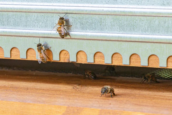 Close-up of kind-natured working bees at the entrance of a beehive. Inspection of a hive with carniolan honey bees in a small apiary in Trento, Italy on a warm sunny day. — Stock Image Close Kind Natured Working Bees Entrance Beehive Inspection Hive Carniolan Royalty Free Stock Photos