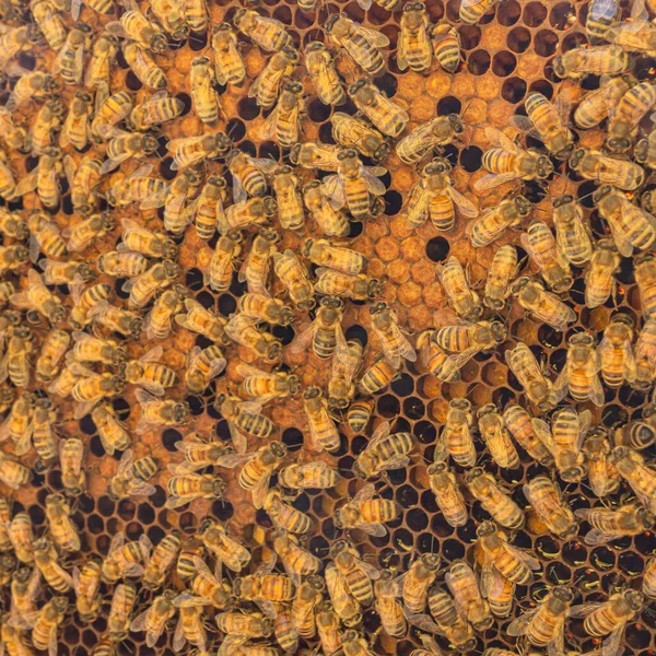 Orange texture of hexagonal-shaped wax cells build by worker bees. Close-up of a honeycomb frame with busy bees feeling the storage with pollen and honey. Visit to an apiary in Trentino, Italy. — Stock Image Orange Texture Hexagonal Shaped Wax Cells Build Worker Bees Close Stock Picture