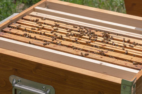 Close-up of kind-natured worker bees on the top of wooden frames in the beehives brood chamber. Inspection of a hive with Carniolan honey bees in a small apiary in Trento, Italy on a warm sunny day — Stock Image Close Kind Natured Worker Bees Top Wooden Frames Beehives Brood Stock Image