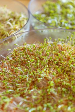 Su teresi tohumlu kule tepsisi. Evde sağlıklı beslenmek için filizlenen bir filizlikte filizlenen ve büyüyen taze mikro yeşillikler. Günlük yemeklere eklenen vitamin ve mineral zengini.