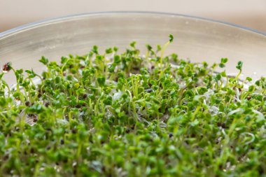 Tuscan lahanası tohumlarıyla filizlenen tepsi. Evde sağlıklı beslenmek için filizlenen bir filizlikte filizlenen ve büyüyen taze mikro yeşillikler. Günlük yemeklere eklenen vitamin ve mineral zengini.